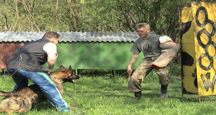 Vale a pena adestrar um cão para cão de guarda?